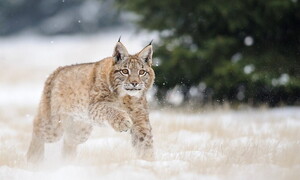 Animals of the forest