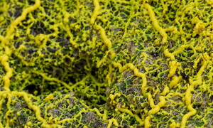 Can you be intelligent without a brain?