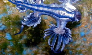 Blue Dragons: beautiful yet dangerous creatures invading the coasts