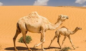 Vita e ambiente estremo