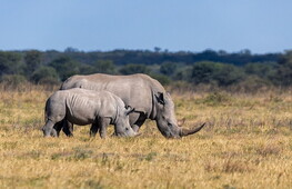 The rhino is an endangered species