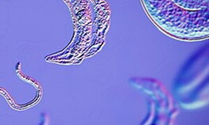 Il mondo in una goccia