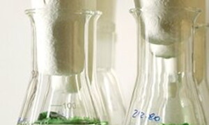 Protisti ed ecosistemi