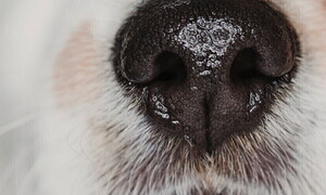 Come il cane esplora il mondo