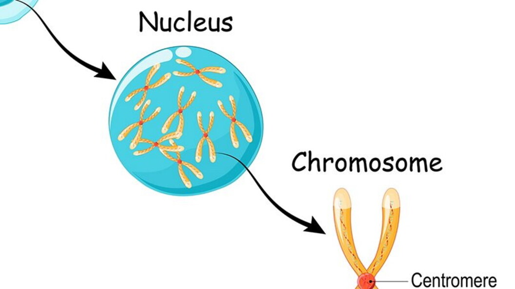 Geni, DNA e cromosomi