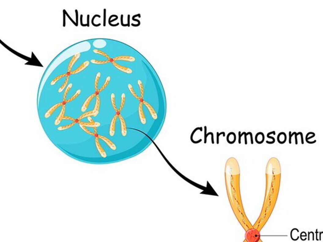Geni, DNA e cromosomi