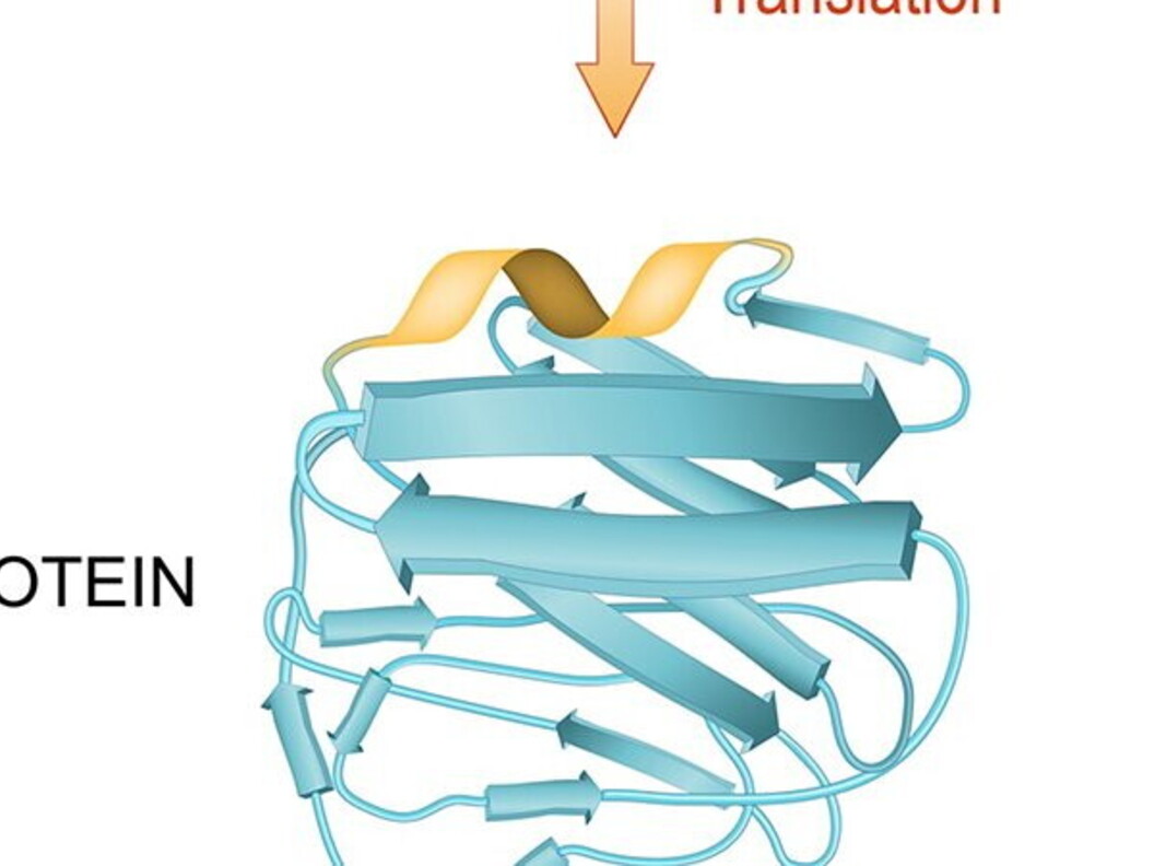 Dal DNA alla proteina
