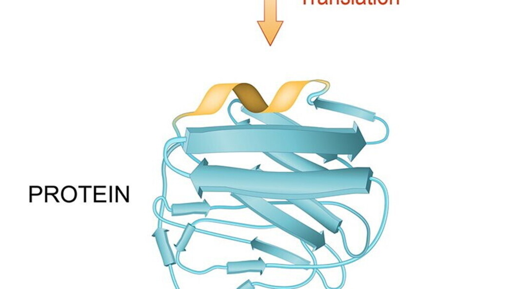 Dal DNA alla proteina