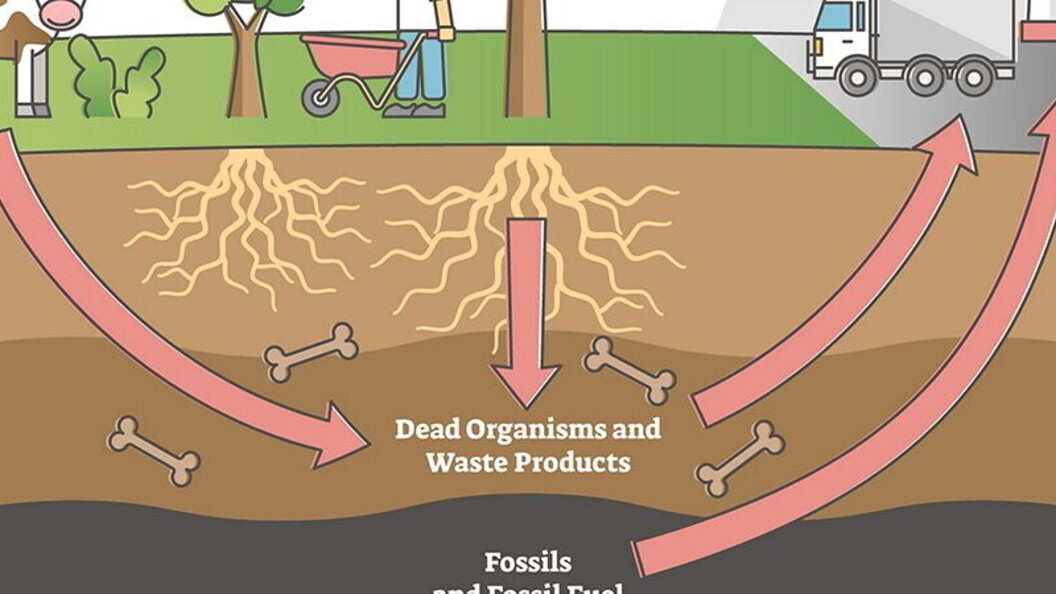 Ciclo del carbonio