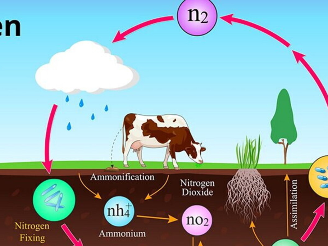 Ciclo dell’azoto