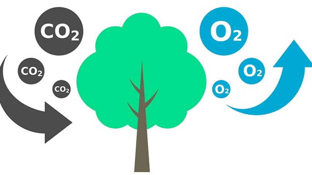 Fotosintesi semplificata