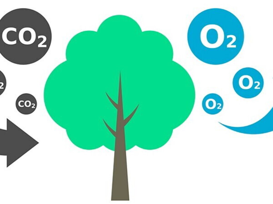 Fotosintesi semplificata