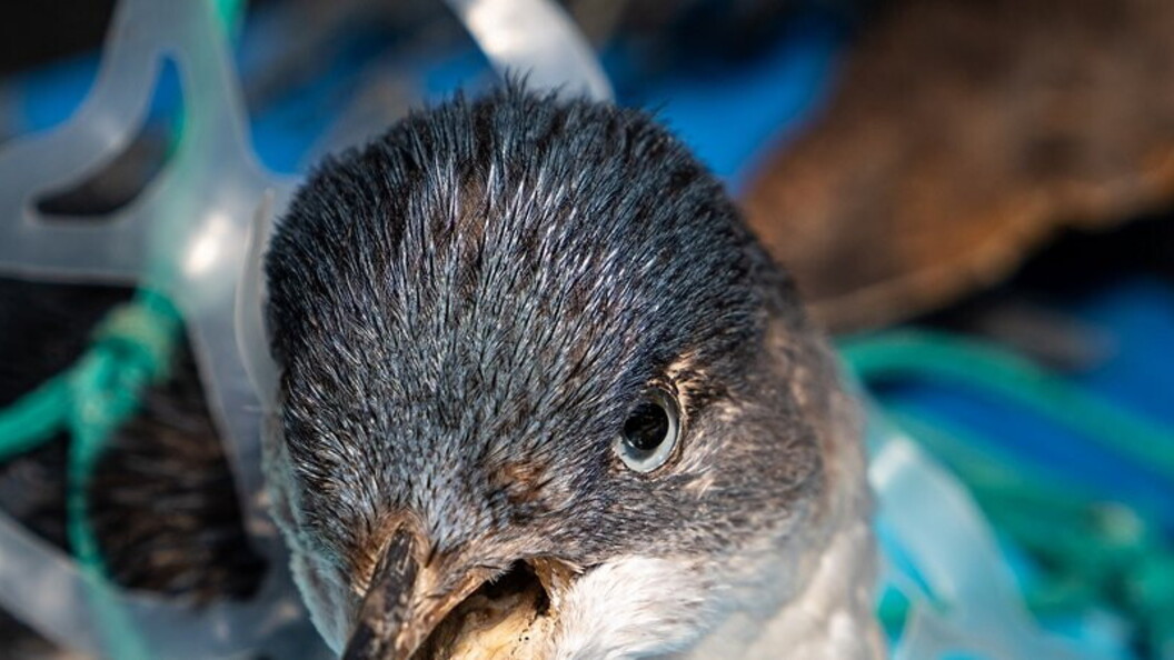 Pinguino incastrato nella plastica