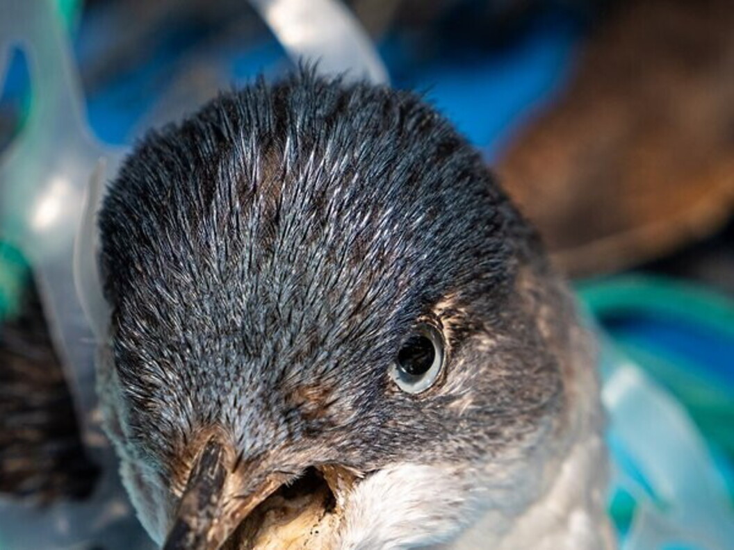 Pinguino incastrato nella plastica