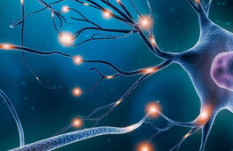 L’impulso nervoso e la sua trasmissione