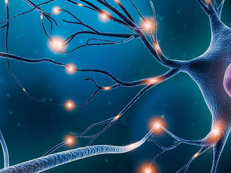 L’impulso nervoso e la sua trasmissione