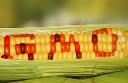 OGM: organismi geneticamente modificati