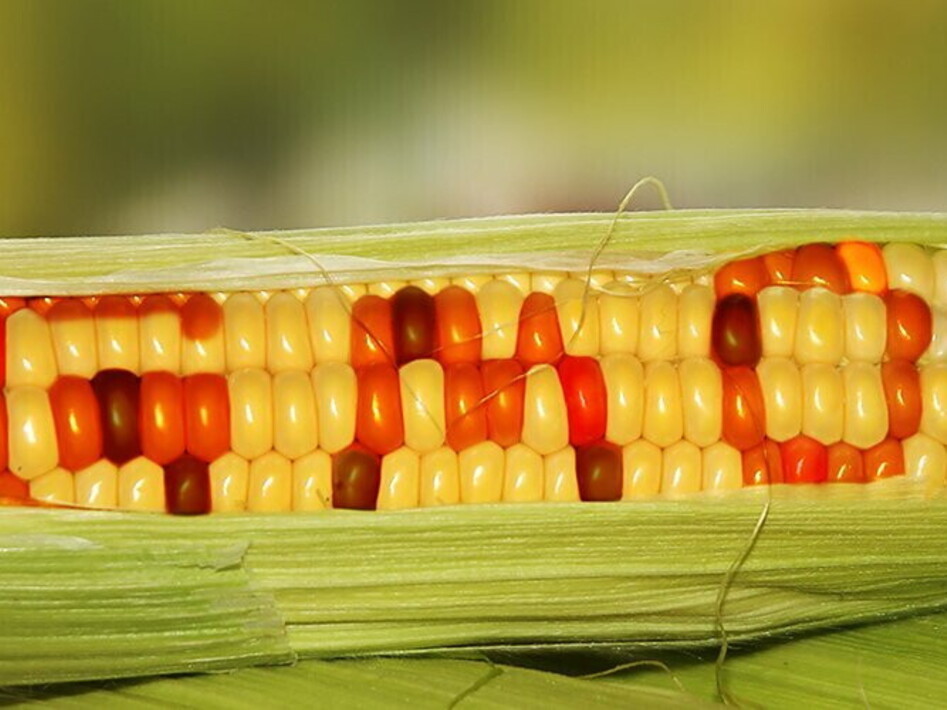 OGM: organismi geneticamente modificati