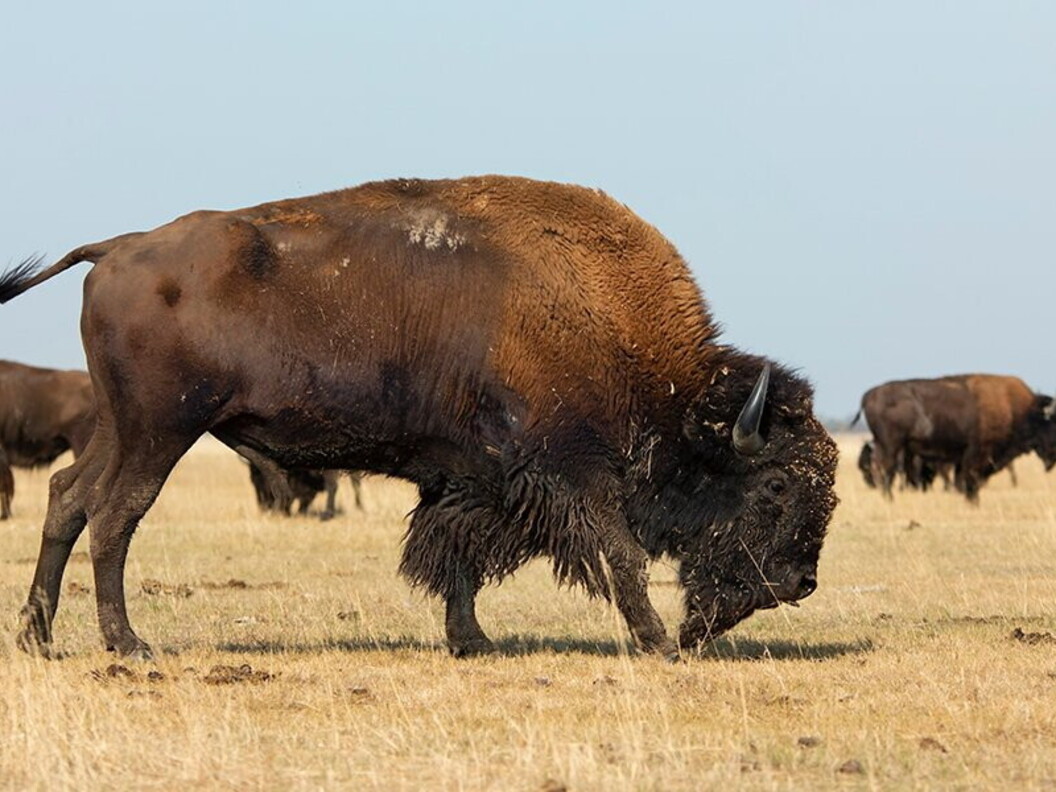 Siccità nella steppa