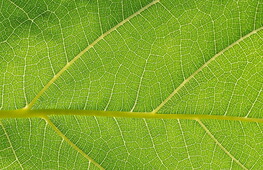 Respirazione cellulare e fotosintesi