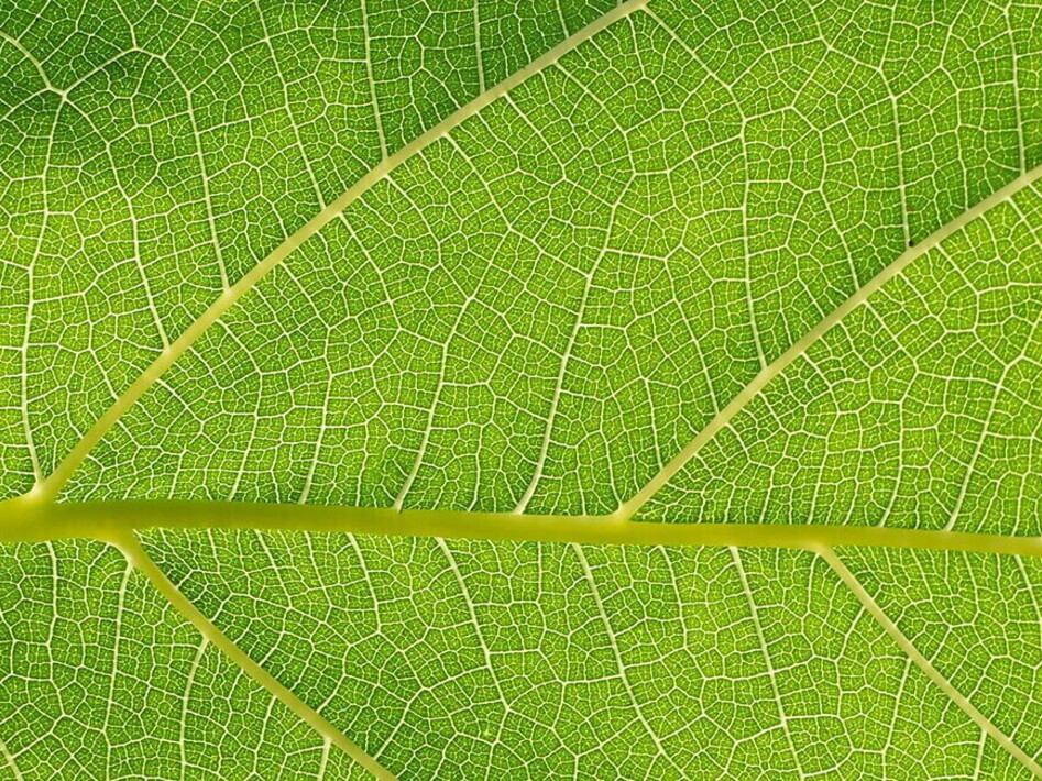 Respirazione cellulare e fotosintesi