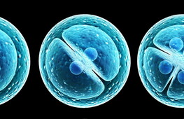 Lezione di approfondimento sulla meiosi