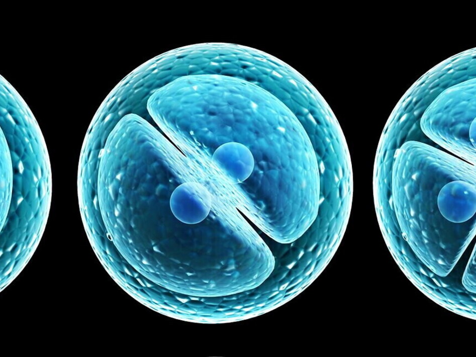 Lezione di approfondimento sulla meiosi