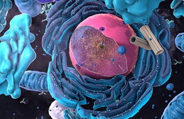 Il nucleo della cellula