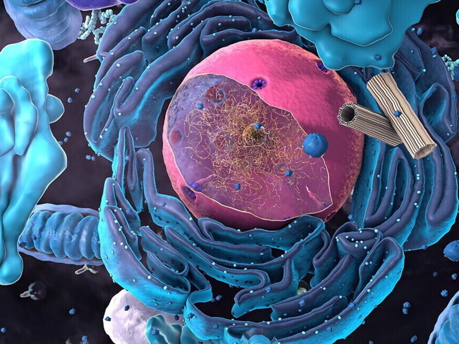 Il nucleo della cellula