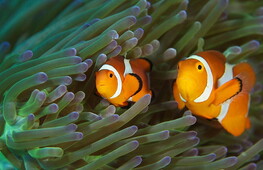 Ecosistema delle barriere coralline