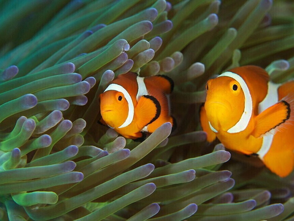 Ecosistema delle barriere coralline