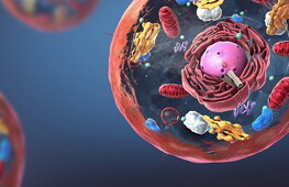 Biochimica. La respirazione cellulare aerobica