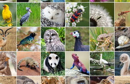 La classificazioni del Regno Animale