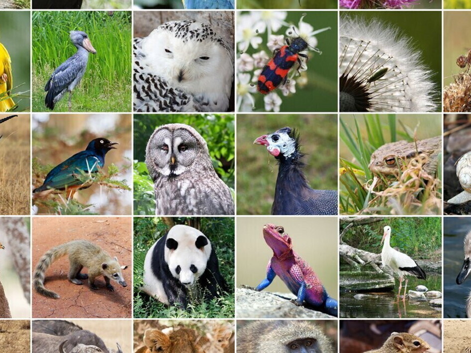 La classificazione del Regno Animale