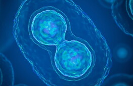 Mitosi e citodieresi