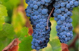 Fermentazione alcolica e lattica