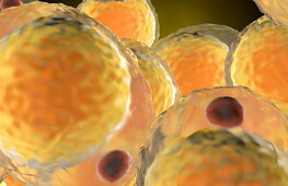 Il metabolismo cellulare