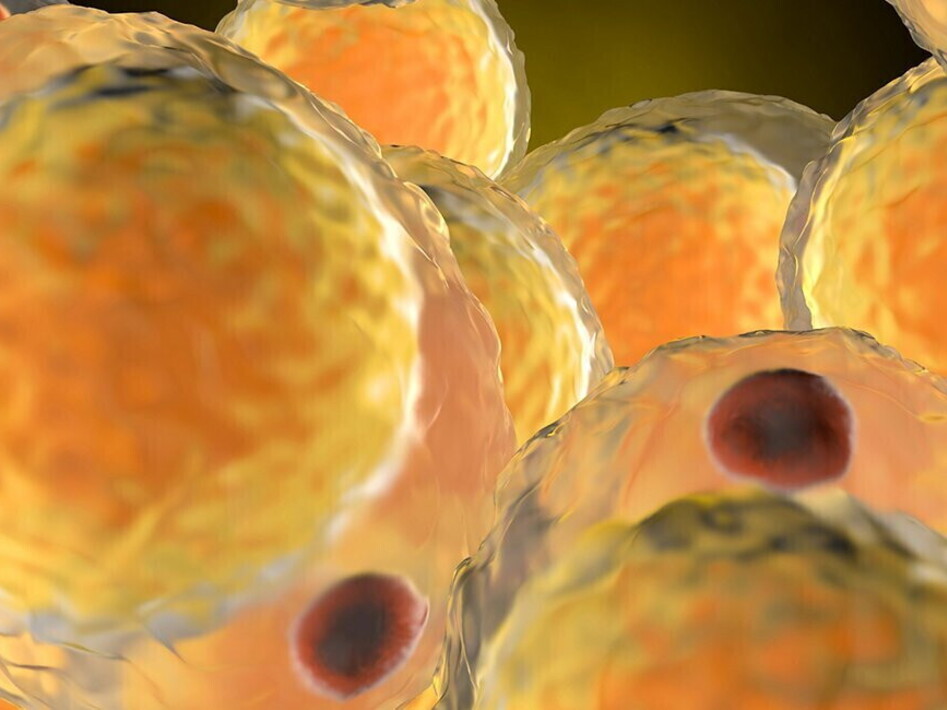 Il metabolismo cellulare