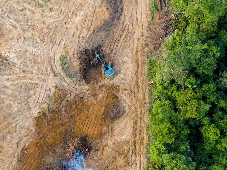 Salviamo la foresta tropicale