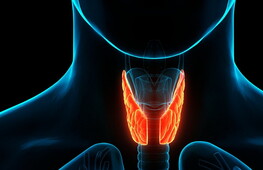 Il sistema endocrino