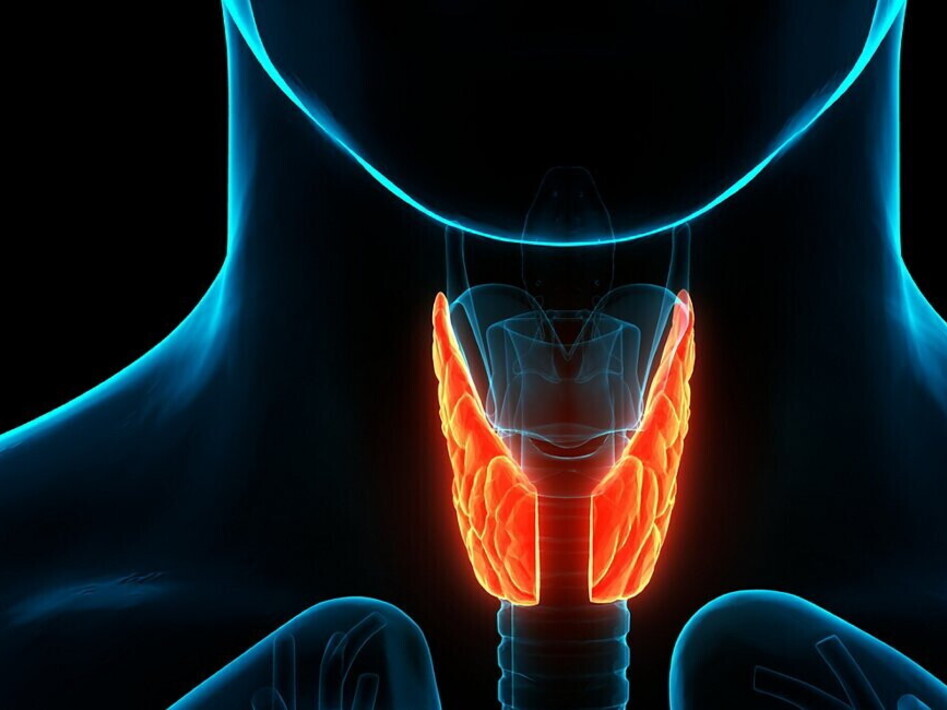 Il sistema endocrino