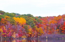 Il bioma foresta temperata