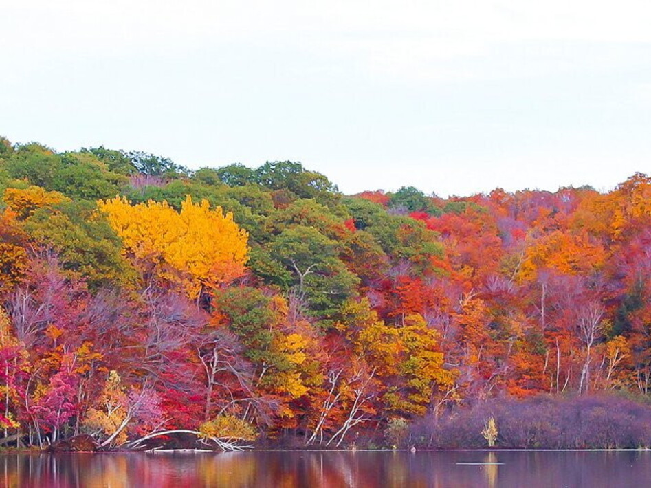 Il bioma foresta temperata