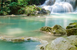 Il bioma foresta tropicale