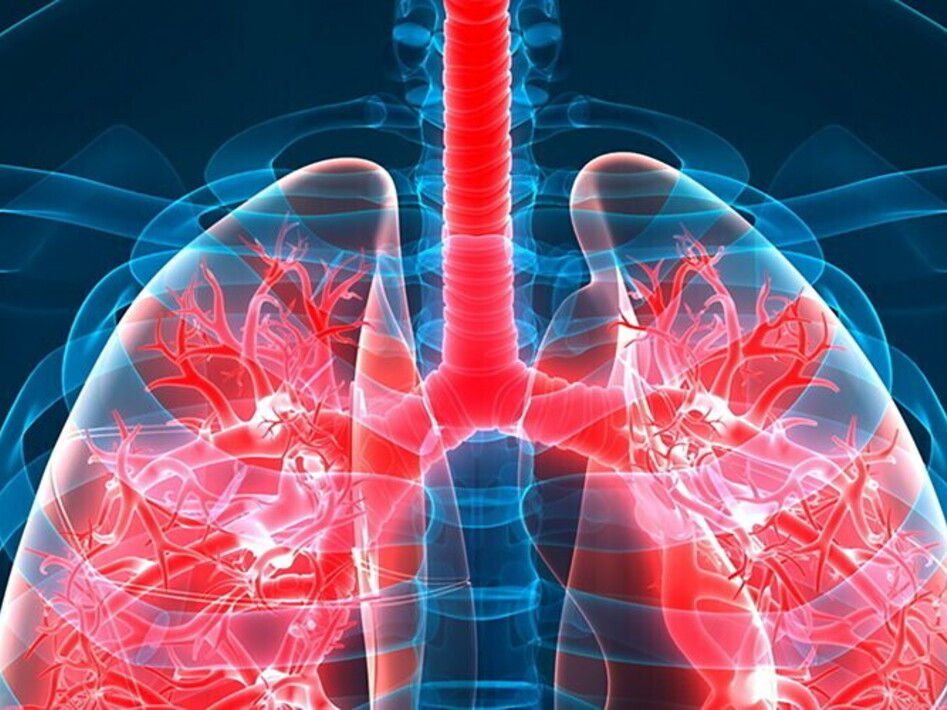 L’apparato respiratorio