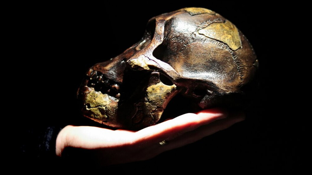 Cranio di australopiteco