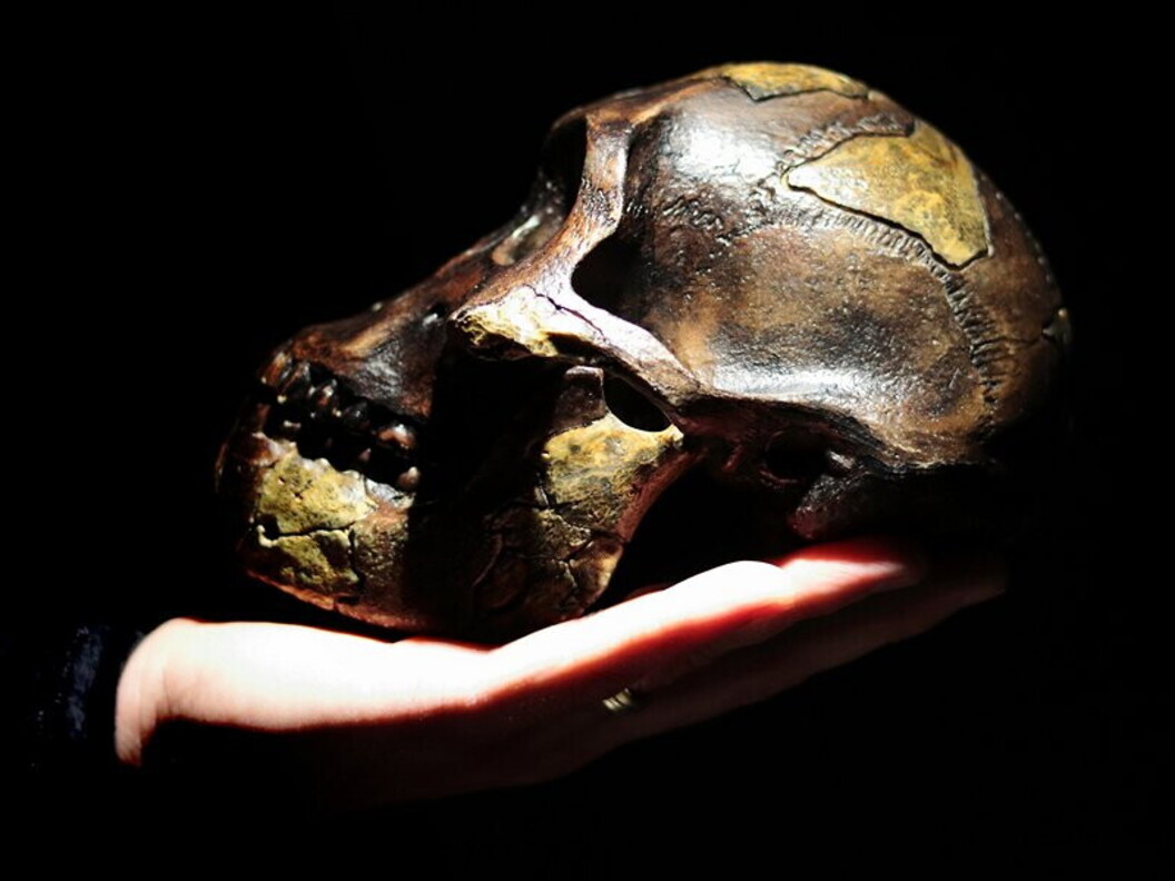 Cranio di australopiteco