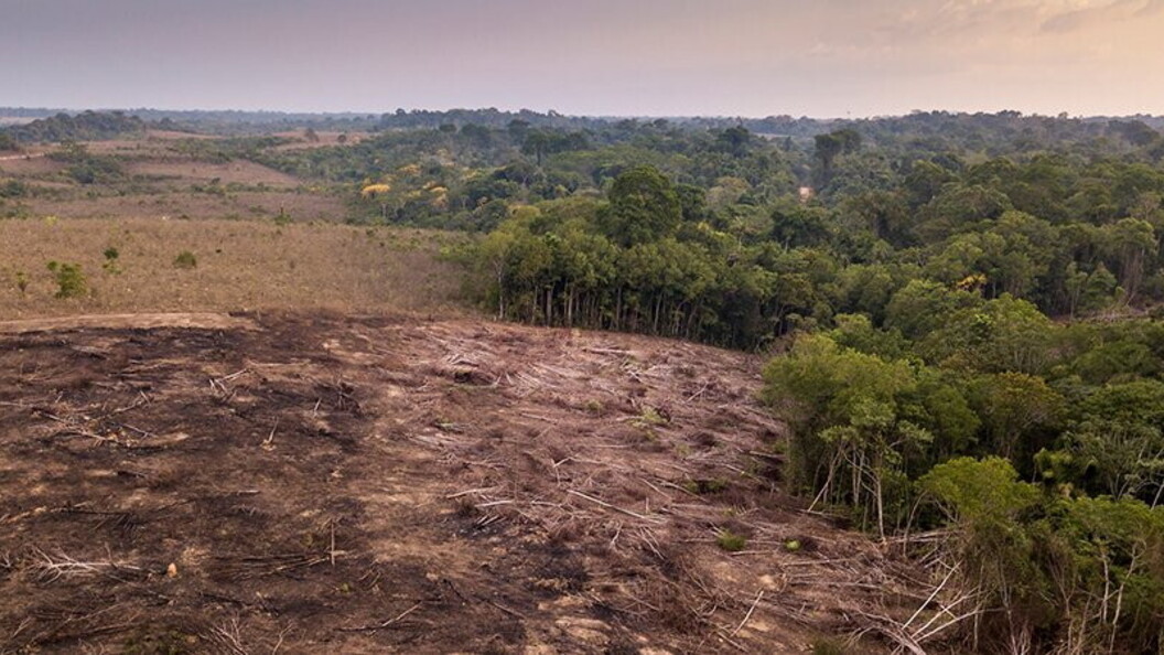 Deforestazioni