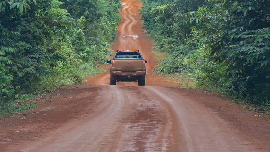 Strada nella foresta