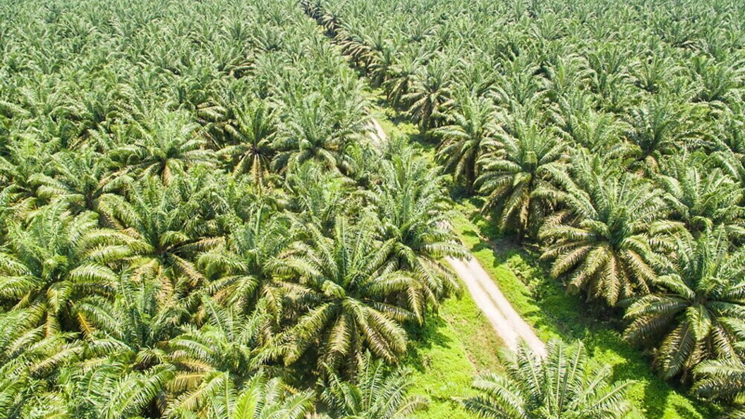 Piantagione di palma da olio